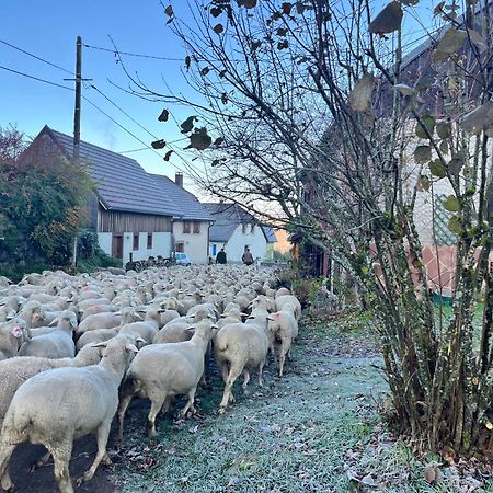 Maison Independante De Montagne En Alsace Bellefosse Ngoại thất bức ảnh