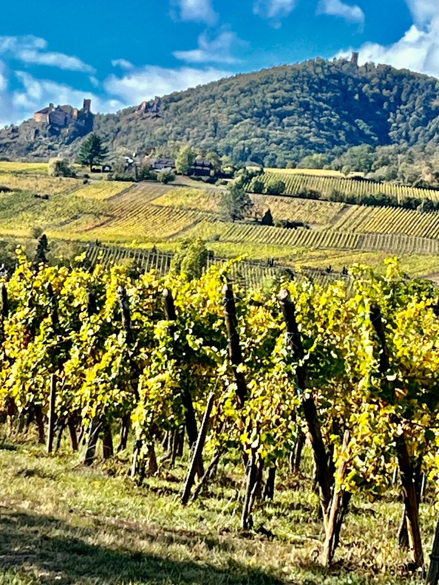 Maison Independante De Montagne En Alsace Bellefosse Ngoại thất bức ảnh