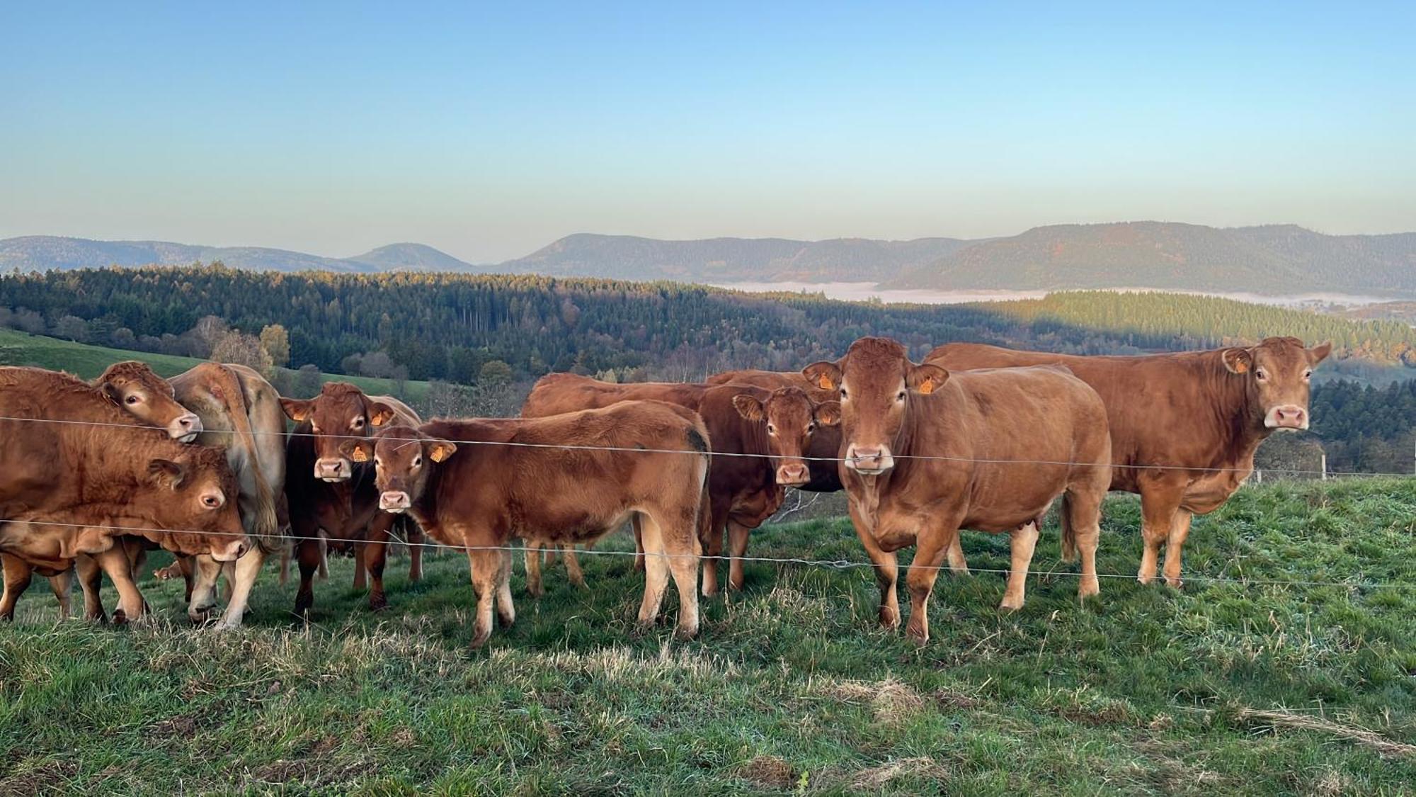 Maison Independante De Montagne En Alsace Bellefosse Ngoại thất bức ảnh