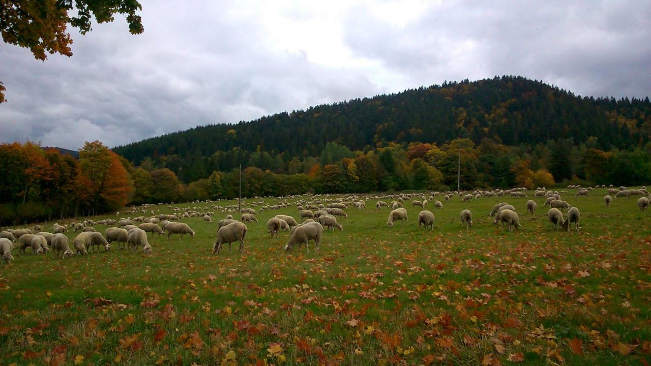 Maison Independante De Montagne En Alsace Bellefosse Ngoại thất bức ảnh
